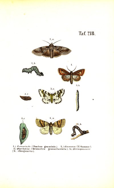  av J. W. Tenhaeff