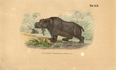  av J. W. Tenhaeff