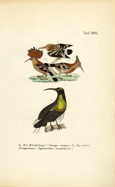  av J. W. Tenhaeff