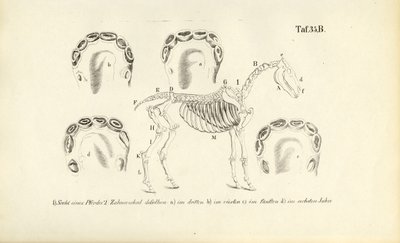 Hestens anatomi: Skjelett- og tannutvikling av J. W. Tenhaeff
