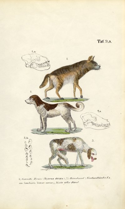 Hyene, tamhund og gammel hund med illustrasjoner av hodeskaller av J. W. Tenhaeff