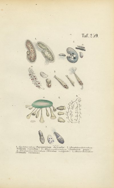 Infusoria: Paramecium, Stentor og andre ciliater av J. W. Tenhaeff