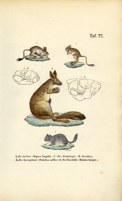  av J. W. Tenhaeff