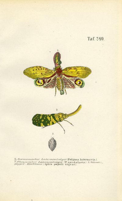  av J. W. Tenhaeff