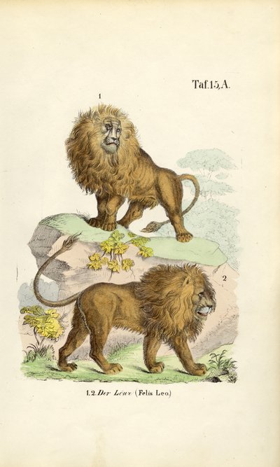 Løver i forskjellige positurer av J. W. Tenhaeff