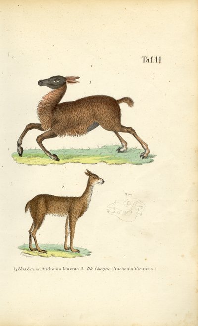  av J. W. Tenhaeff