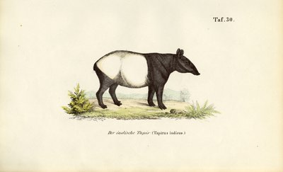 Malaysisk tapir av J. W. Tenhaeff