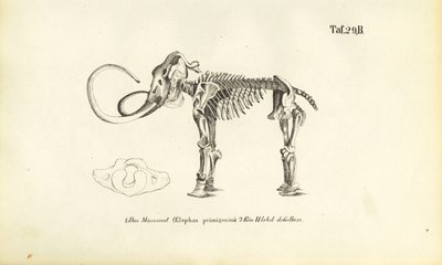  av J. W. Tenhaeff