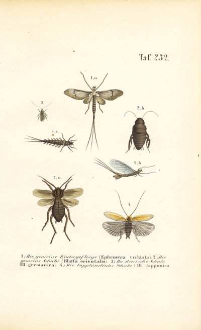  av J. W. Tenhaeff