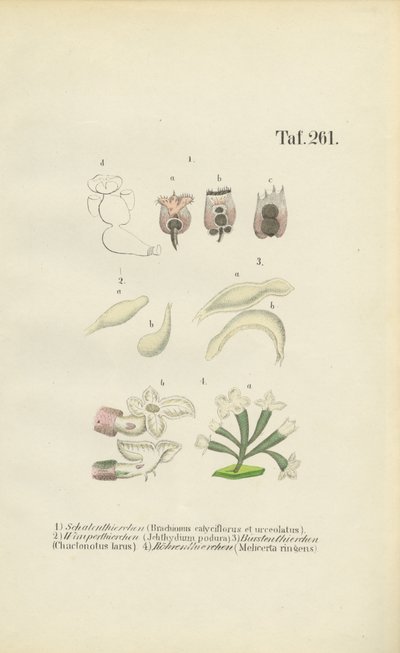  av J. W. Tenhaeff