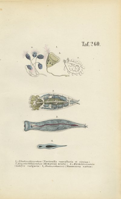  av J. W. Tenhaeff