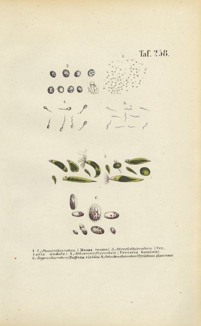  av J. W. Tenhaeff