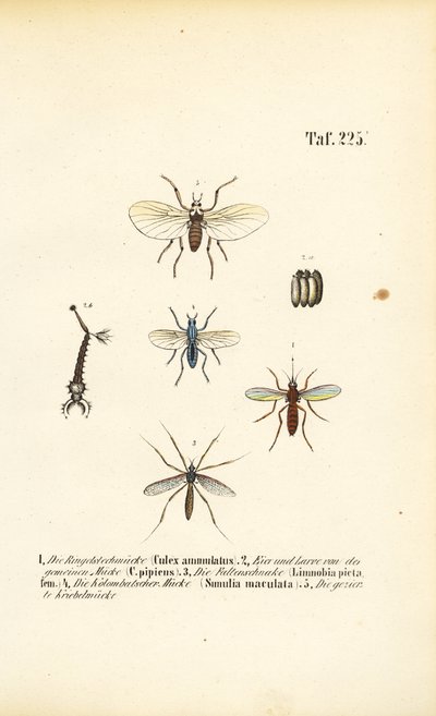  av J. W. Tenhaeff