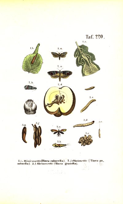  av J. W. Tenhaeff