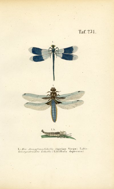  av J. W. Tenhaeff
