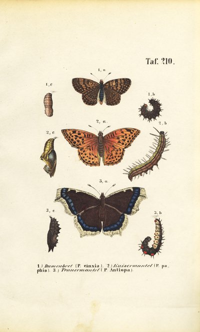  av J. W. Tenhaeff