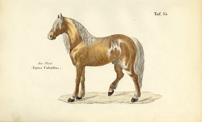  av J. W. Tenhaeff