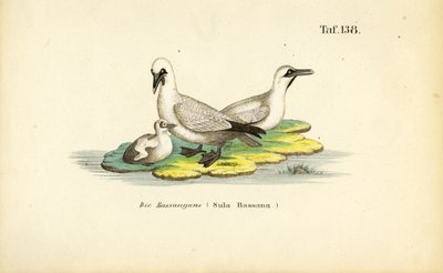  av J. W. Tenhaeff