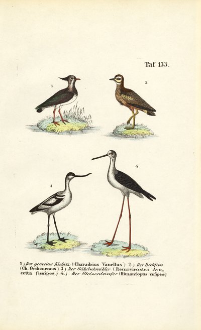 Nordlig vipe, steinspove, svartvingete avocet og svartvinget stylte av J. W. Tenhaeff