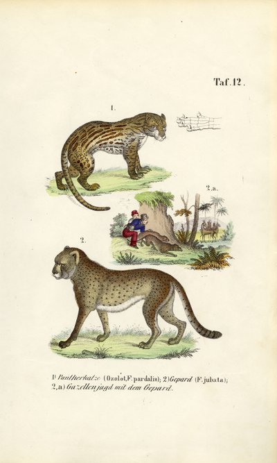  av J. W. Tenhaeff