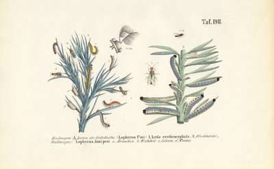  av J. W. Tenhaeff