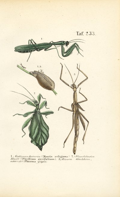 Kneler og pinneinsekter av J. W. Tenhaeff