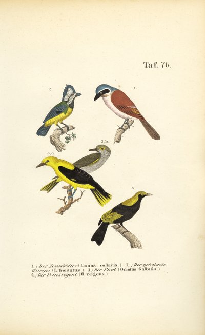  av J. W. Tenhaeff