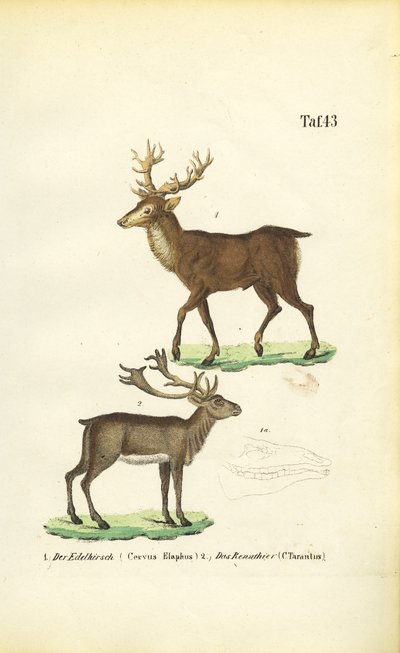 Hjort og reinsdyr av J. W. Tenhaeff
