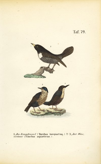  av J. W. Tenhaeff