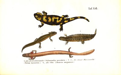 Salamandere og salamandere i ulike utviklingsformer av J. W. Tenhaeff