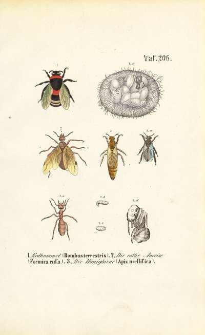  av J. W. Tenhaeff