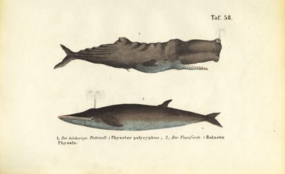  av J. W. Tenhaeff