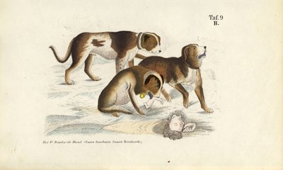  av J. W. Tenhaeff