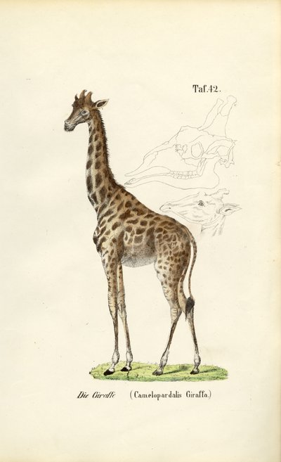  av J. W. Tenhaeff