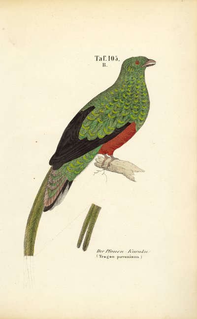  av J. W. Tenhaeff