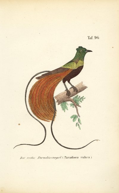  av J. W. Tenhaeff