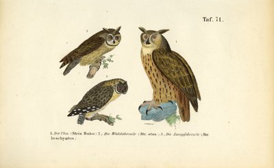 Tre uglearter med øredobber av J. W. Tenhaeff
