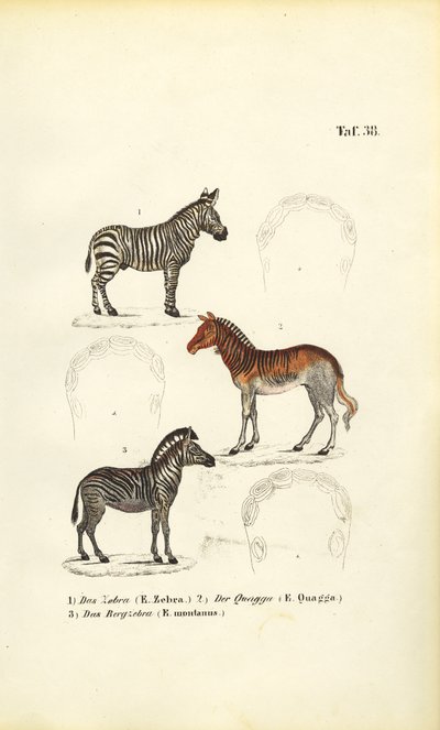  av J. W. Tenhaeff