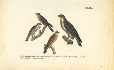  av J. W. Tenhaeff
