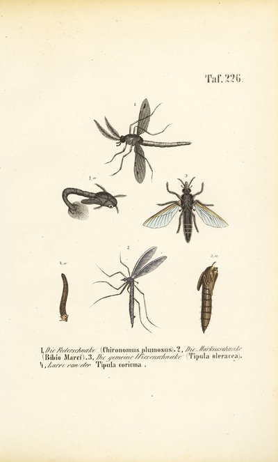 av J. W. Tenhaeff