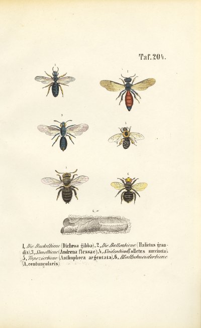 Ulike ville biearter i Sentral-Europa av J. W. Tenhaeff