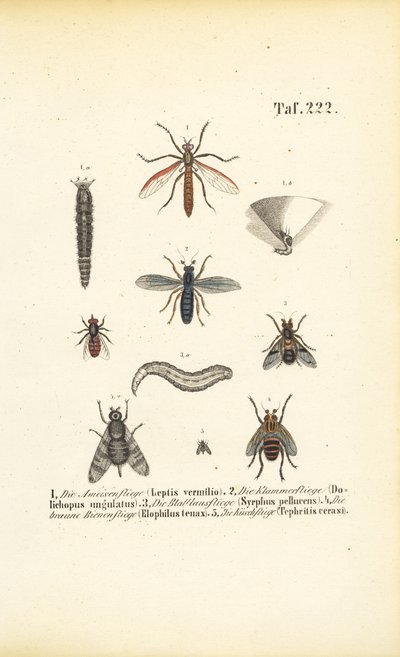 Ulike fluearter med utviklingsstadier av J. W. Tenhaeff