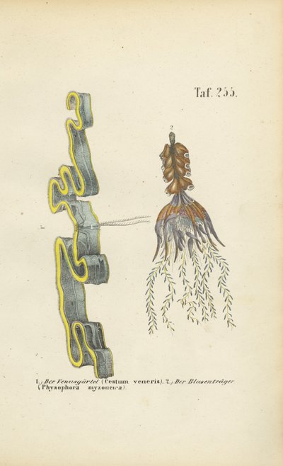  av J. W. Tenhaeff