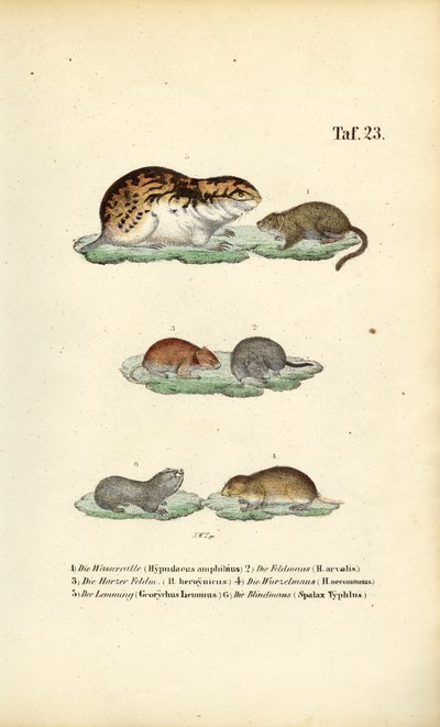  av J. W. Tenhaeff