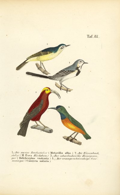  av J. W. Tenhaeff