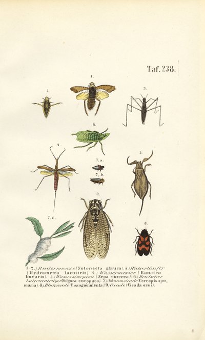 Vanninsekter og andre insekter av J. W. Tenhaeff