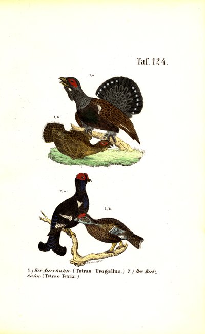 Vestlig capercaillie og orrfugl av J. W. Tenhaeff