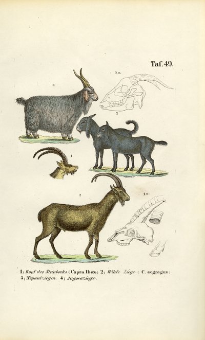 Ville geiter og geitearter med anatomiske detaljer av J. W. Tenhaeff
