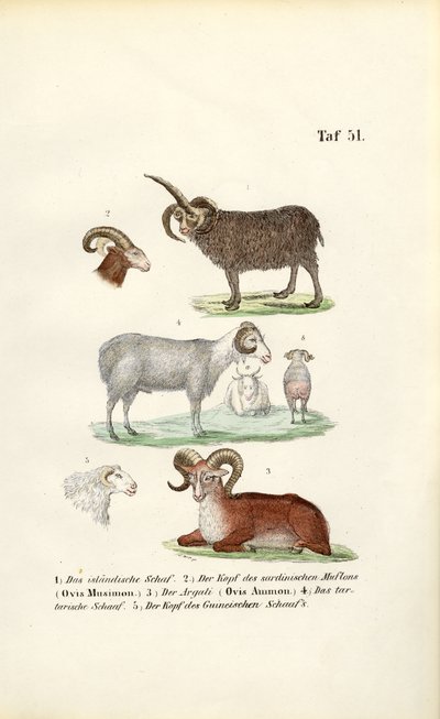  av J. W. Tenhaeff