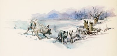 Ulveflokk, fra Call of Wild, eventyrroman av Jack London (1876-1916), tegning av Jack London